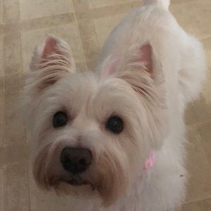 Meet your Posher, Donna